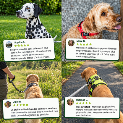 Harnais anti-traction pour chien Animia