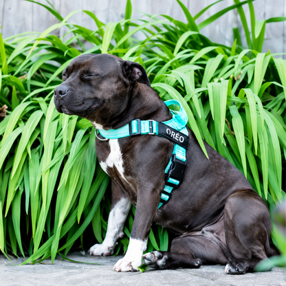 Harnais anti-traction pour chien Animia