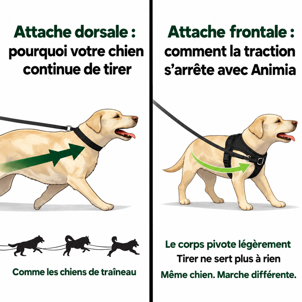 Harnais anti-traction pour chien Animia