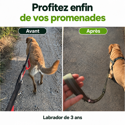 Harnais anti-traction pour chien Animia
